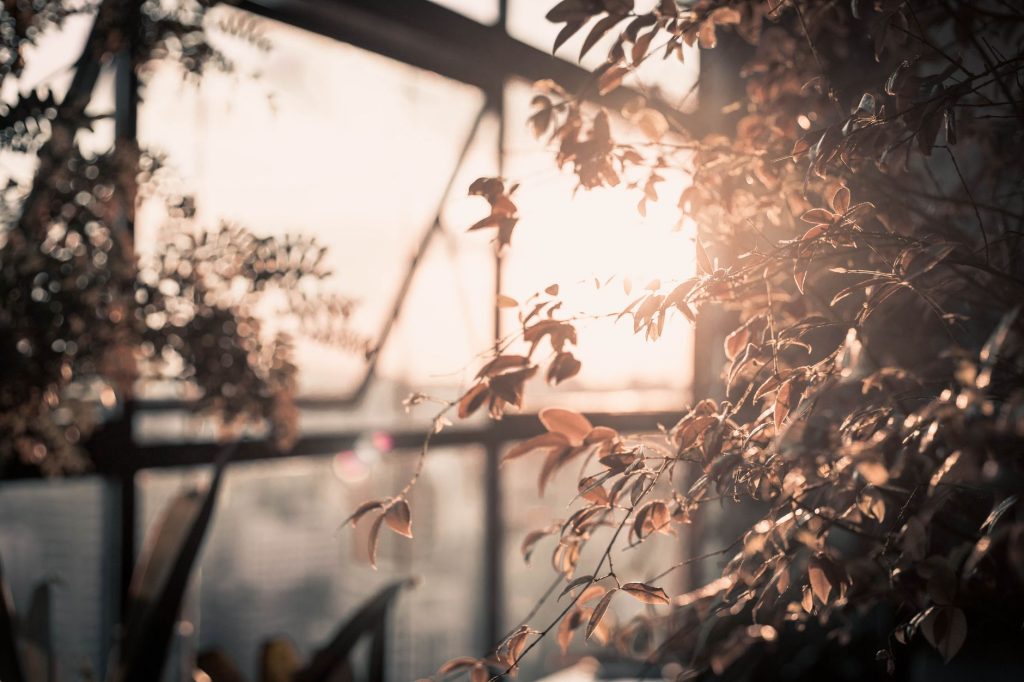 Практика вдячності: як змінити погляд на своє життя Leaves bathed in sunlight through glass windows, capturing a serene indoor scene in São Paulo.